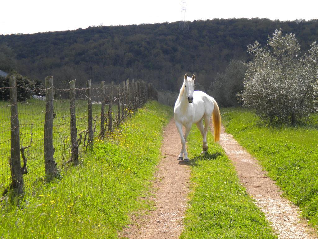 Agriturismo Podere Borgognano Massa Marittima Eksteriør billede
